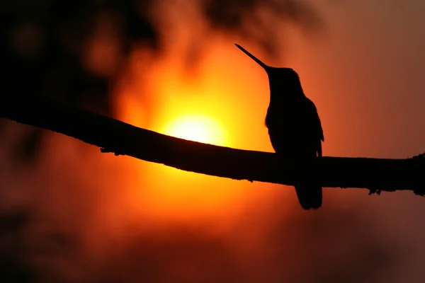 Magnificent Hummingbird (Eugenes fulgens) sat on a branch at sunset. Silhouetted. Taken at Mirador de Quetzales, Costa Rica, Central America.