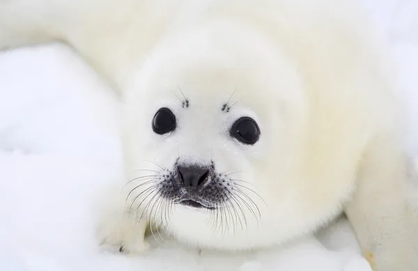 Baby harp seal pup