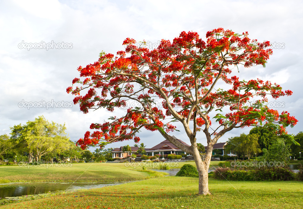 Großer Baum mit roten Blüten — Stockfoto 43078371