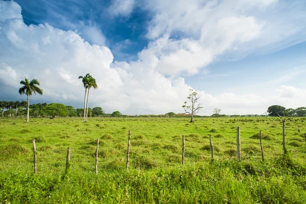 Caribbean sugar cane plantations in Dominican Respublic
