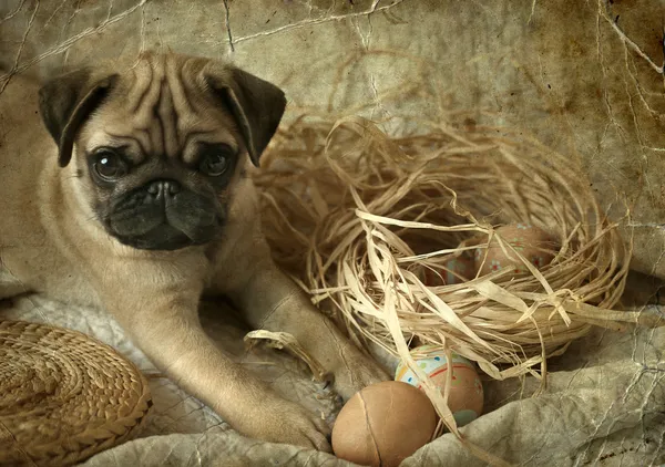 Pug Puppy playing with Easter eggs
