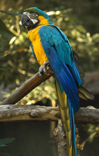 Colorful blue parrot macaw