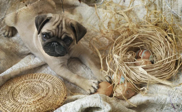 Pug Puppy playing with Easter eggs