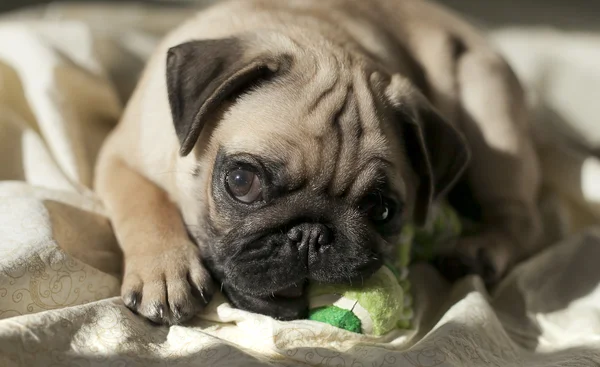 Pug puppy playing in the sunshine