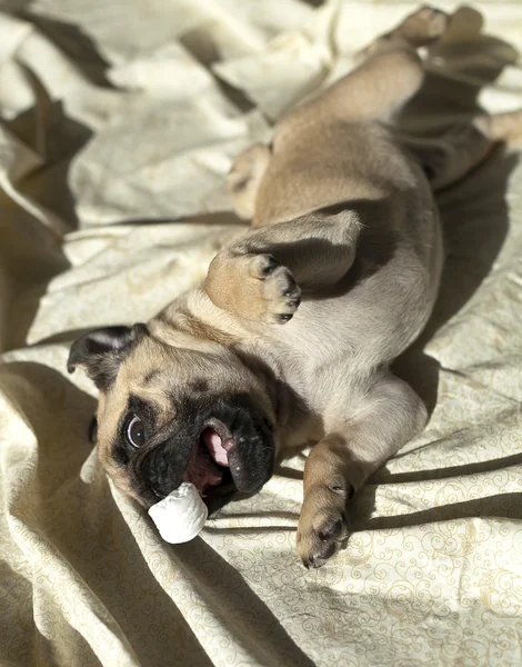 Pug puppy playing in the sunshine