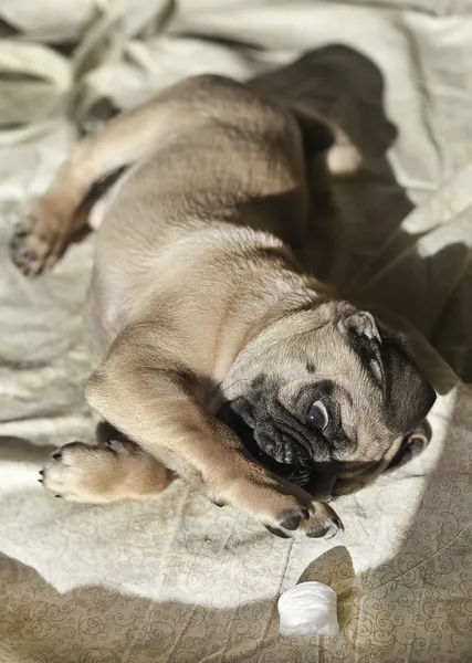 Pug puppy playing in the sunshine