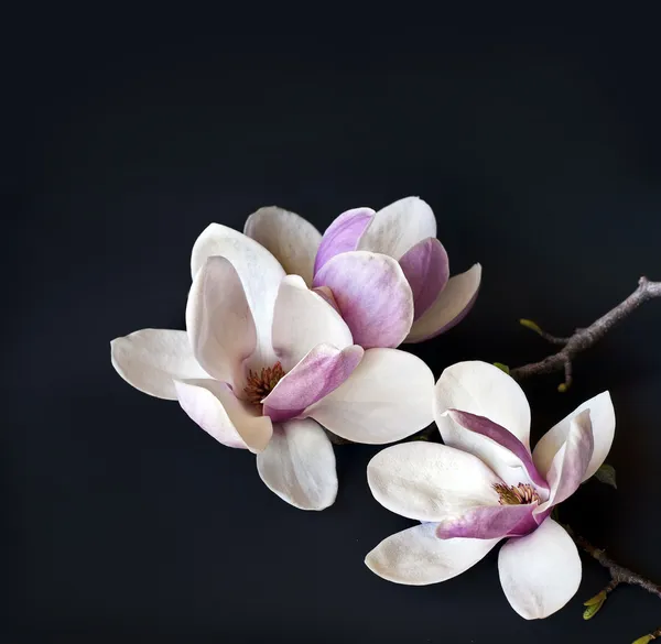 Romantic background with magnolia flowers