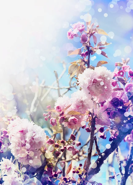 Beautiful cherry tree flowers