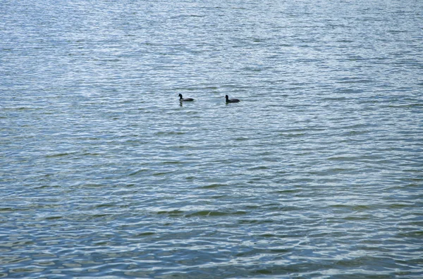 Two birds on the water