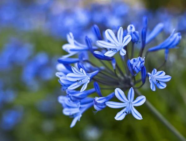African Lily Blue flowers