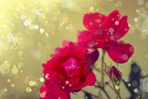 Red pink rose