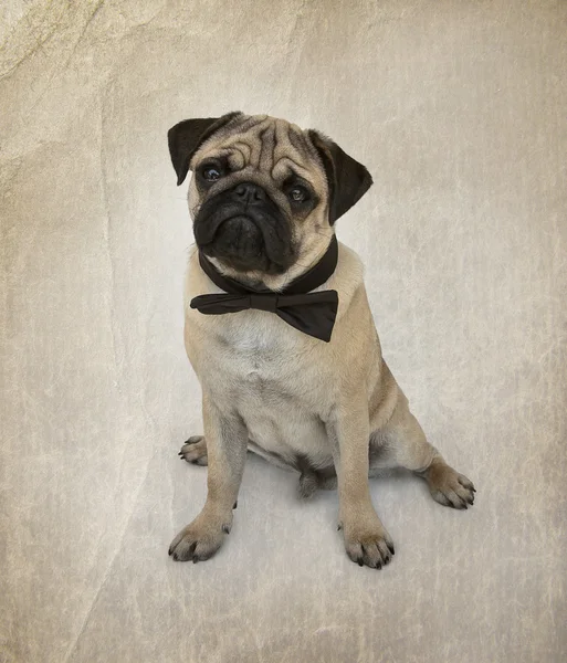 Pug puppy with bow tie