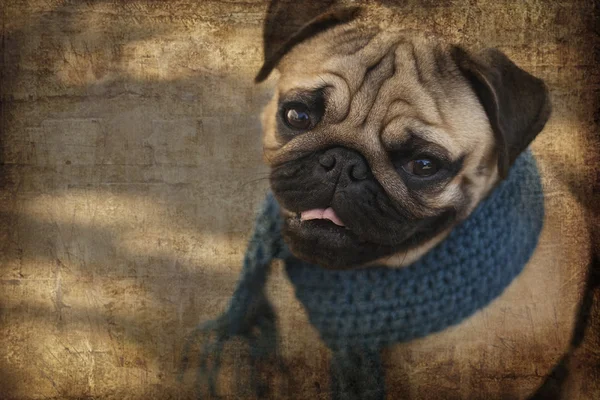 Pug puppy dog with blue scarf