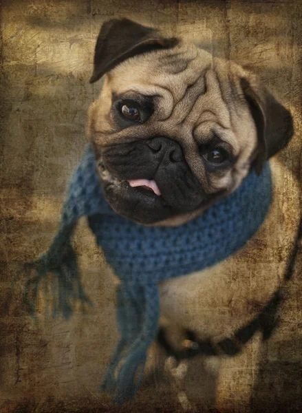 Pug puppy dog with blue scarf