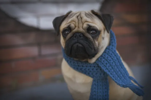 Pug puppy dog with blue scarf