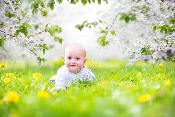 Cute baby in a blooming spring apple garden