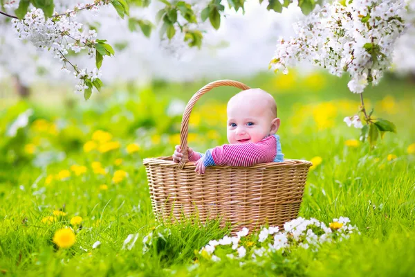 Happy baby in a basket in a blooming apple tree