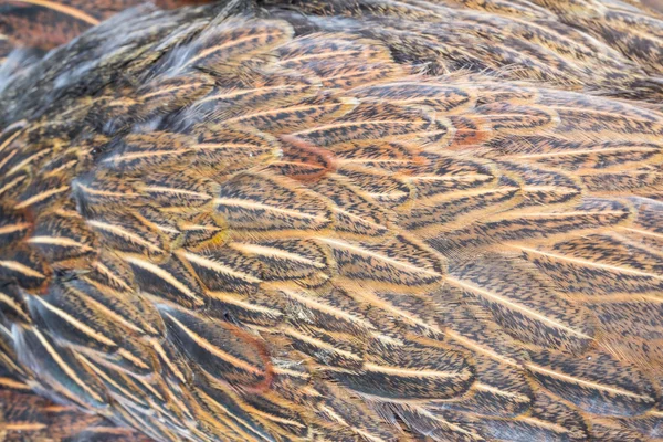 Bright brown feather group of some bird