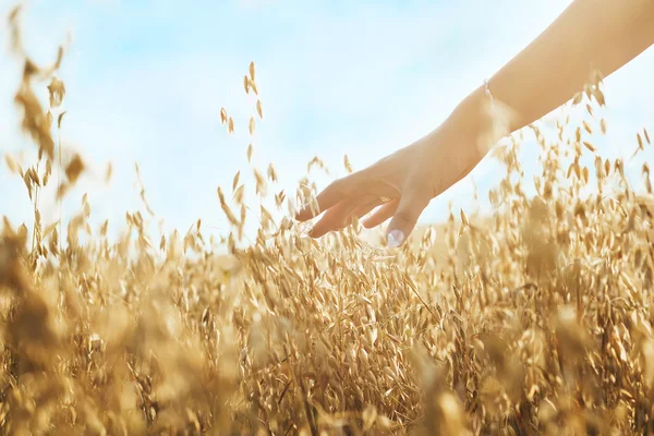 Woman's hand slide threw ears of wheat in sun