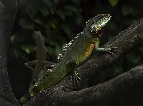 Iguanas