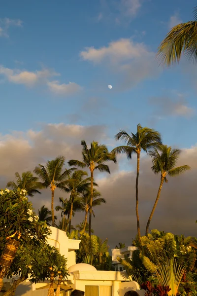 Palm trees in Maui above adobe building, stormy sky at sunset