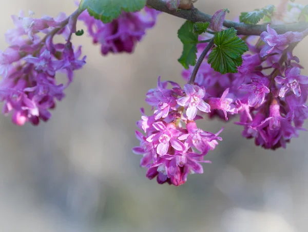 Purple flowers on branch, high key with blurred background