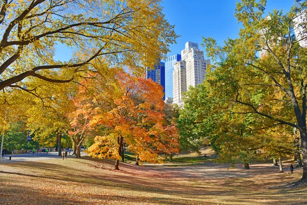 Autumn Color: Fall Foliage in Central Park, Manhattan New York