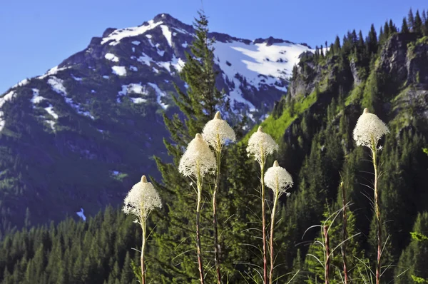 Beargrass flowering at Mount Rainier National Park, Cascade Mountains, Washington State, USA