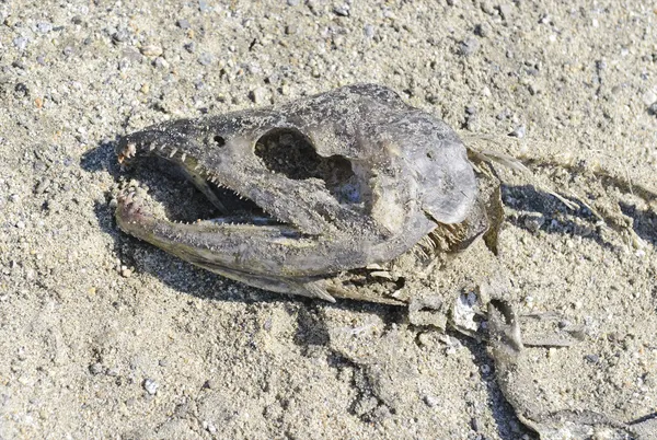 Carcass on sand illustrates the circle of life of the Pacific Salmon