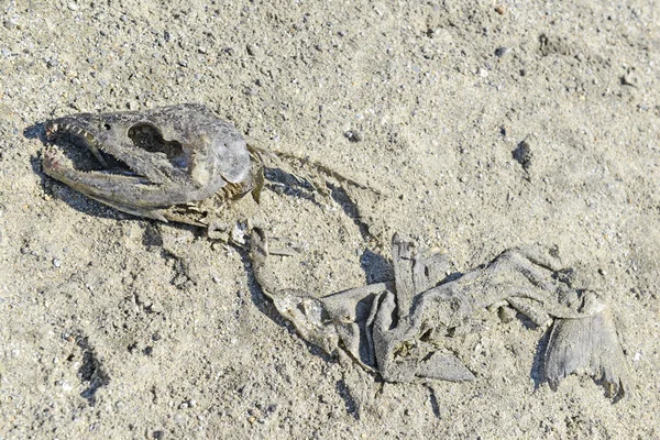 Carcass on sand illustrates the circle of life of the Pacific Salmon