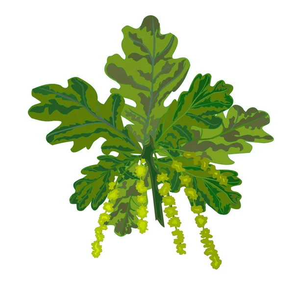 Oak branch with leaves and catkins vector
