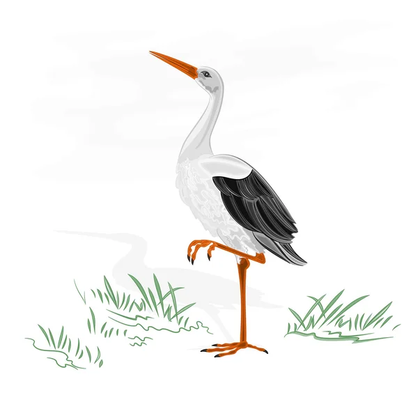 Stork water bird vector