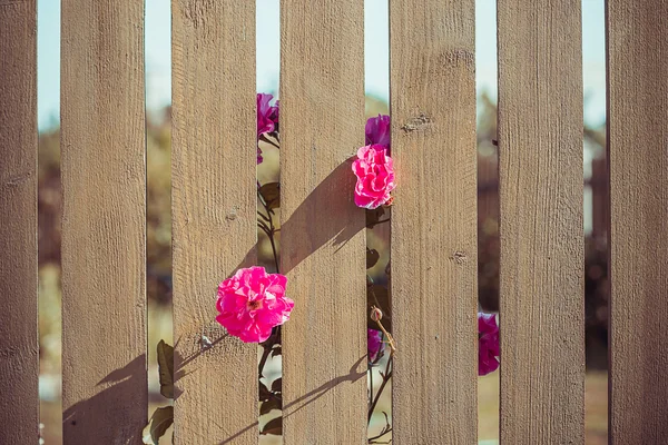 Pink flowers over fence