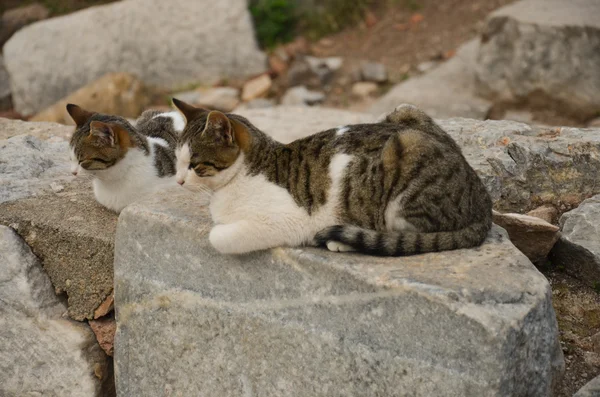 Cats Among the Ruins, Ephesus