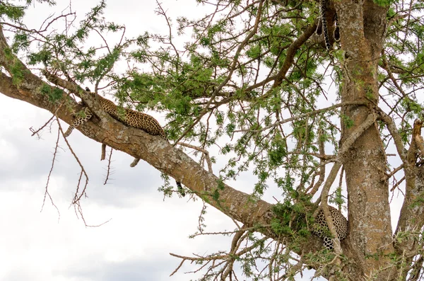 Leopards in Tree, Serengeti