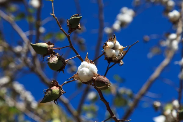 Cotton tree