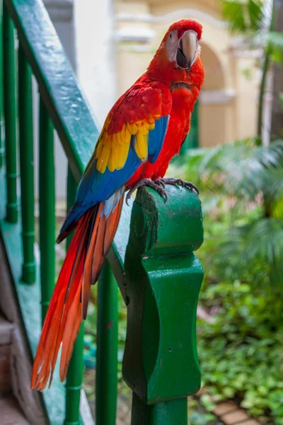 Red parrot parrot