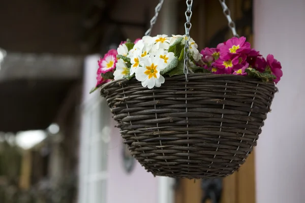 Purple petunia hanging basket