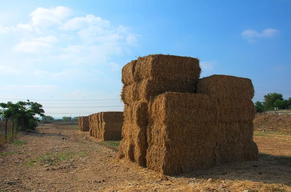 Stacked blocks of dry hay in a farm in Israel