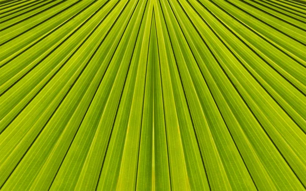 Green abstract background from palm leaf pattern background