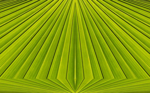 Green abstract background from palm leaf pattern background