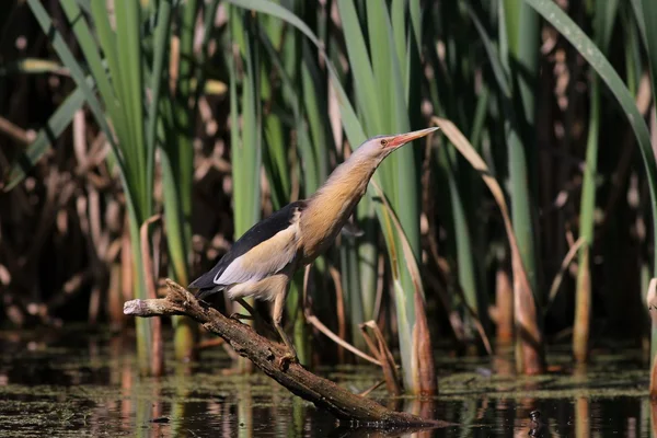 Ixobrychus minutus - The Little Bittern