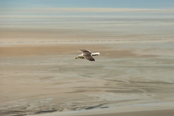 White seagull flying over atlantic beach