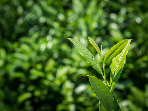 Tea plant in the tea plantation