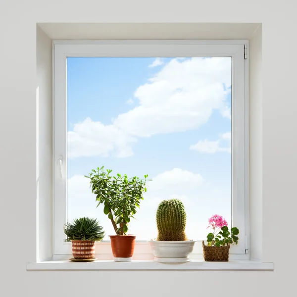 House plants on windowsill