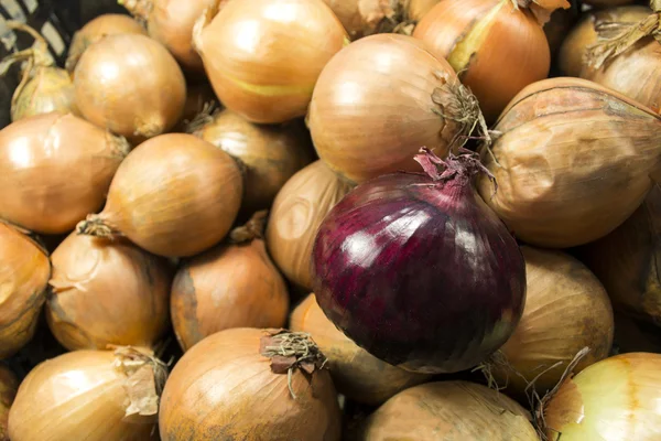 Red and white onion