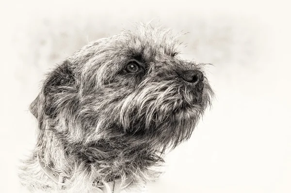 Dog, terrier, head, obedience, loyalty, trust, black, white, staring