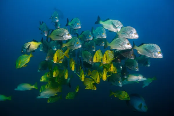 Schools of grunts and snapper from the Sea of Cortez