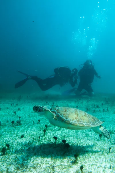 People diving with turtle