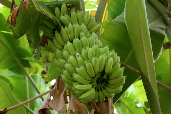 A cluster of bananas